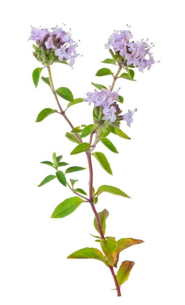 What Are the Specific Requirements for Growing a Medicinal Plant Garden in the UK?